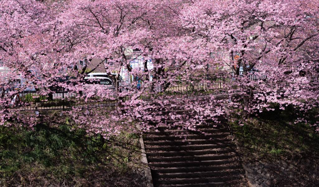 🏞️ 상록 공원(도키와 코엔) 이미지 9